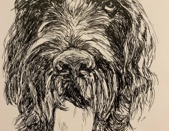 Duitse staande draadhaar