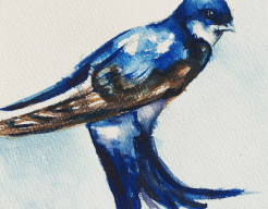 Een zwaluw maakt nog geen zomer