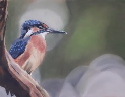 Ijsvogel 