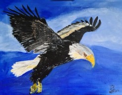 Amerikaanse zeearend zoekt eten