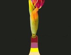 Ontluikende Tulp