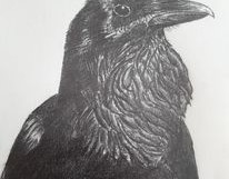 Raven