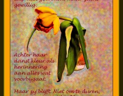 "Tulp in Tijdsstroom"
