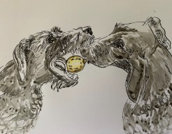 Deena en Catoo draadhaar