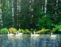 Vredig zwemmende zwanen