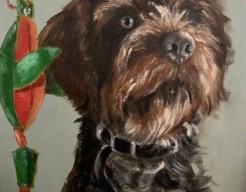 Duitse staande draadhaar