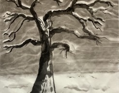 Boom in winterpracht