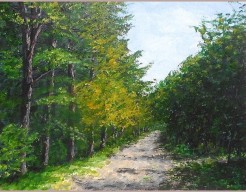 Zomers bospad in Ermelo