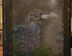 Portret Raaf ( Corvus corax ) 