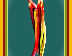 "Ritmische Rabarber"