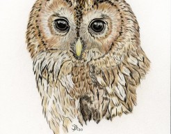 Bosuil (Strix aluco )