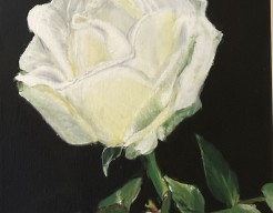 One white rose