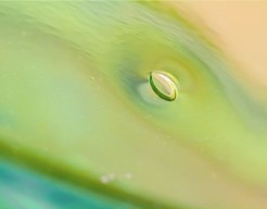 Drops of Venus - fotografie