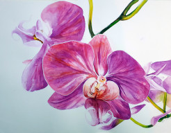 Orchidee
