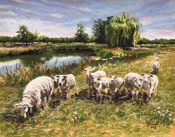 schaapskudde bij Berkenwoude