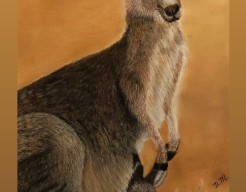 Kangaroo mum with baby