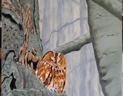 Bosuil (Strix aluco )