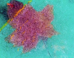 Bubbelblad - fotografie