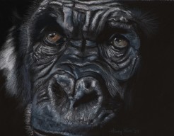 Chimpansee