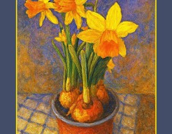 "Narcis in Pot"