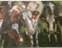 Nieuwsgierige Koeien