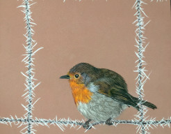 Roodborstje in de winter