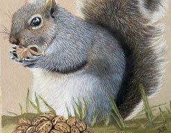 Grijze eekhoorn : Oogst