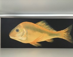 Zo gezond als een vis