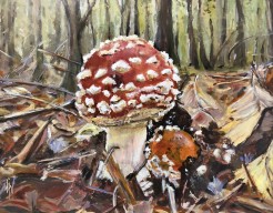 Fly Amanita | Vliegenzwam