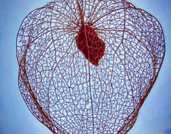 Little wonder of nature