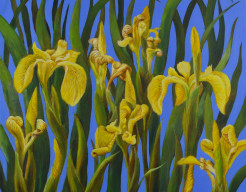 De boodschap van iris