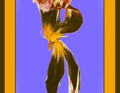 "De Wandelende Bloem"