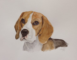 Beagle