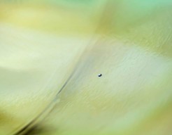 Druppel in de oceaan - fotografie