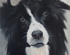 bordercollie Bo
