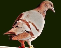 ''Waar duiven zijn''