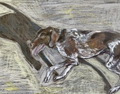 Catoo draadhaar op het strand