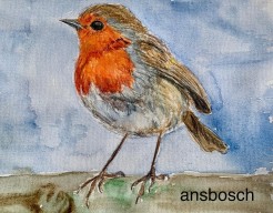 Roodborstje 