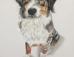 Australian shepherd Dex