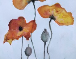 Papaver