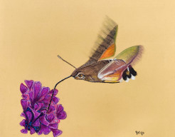 Fladderende Kolibrie vlinder