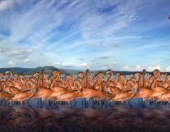 Flamingo Whisperer