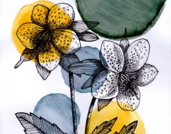 Helleboris orientalis