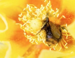 Golddigger - fotografie