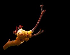 "Vangen om te beschermen"