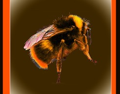 "Stilstaande Vlucht"