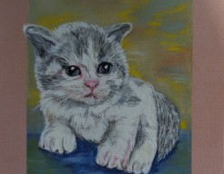 Britse korthaar kitten 