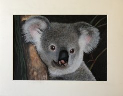 Koala
