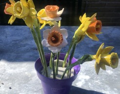 Narcissen 