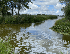 Een prachtige zomerse dag op de Reeuwijkse Plassen